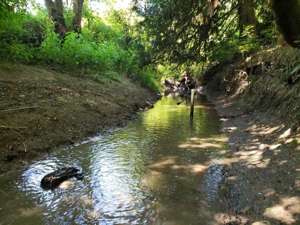 20180629_Lower Springbrook Creek @ CPRD Hash Rd - Copy - Copy